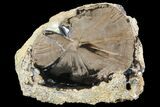 Wide Petrified Wood (Schinoxylon) Limb - Blue Forest, Wyoming #141434-1